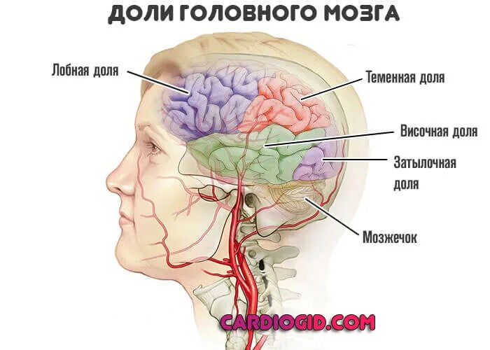 Доли головного мозга височная лобная. Лобные и височные доли.