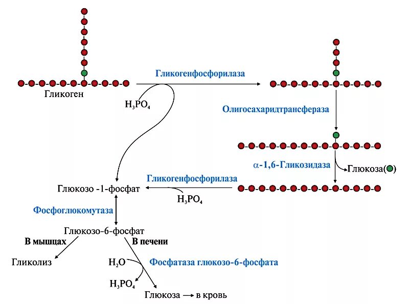 Образование гликогена в печени. Гликогенолиз биохимия схема. Распад гликогена биохимия схема. Схема синтеза гликогена с ферментами. Схема распада гликогена в мышцах.