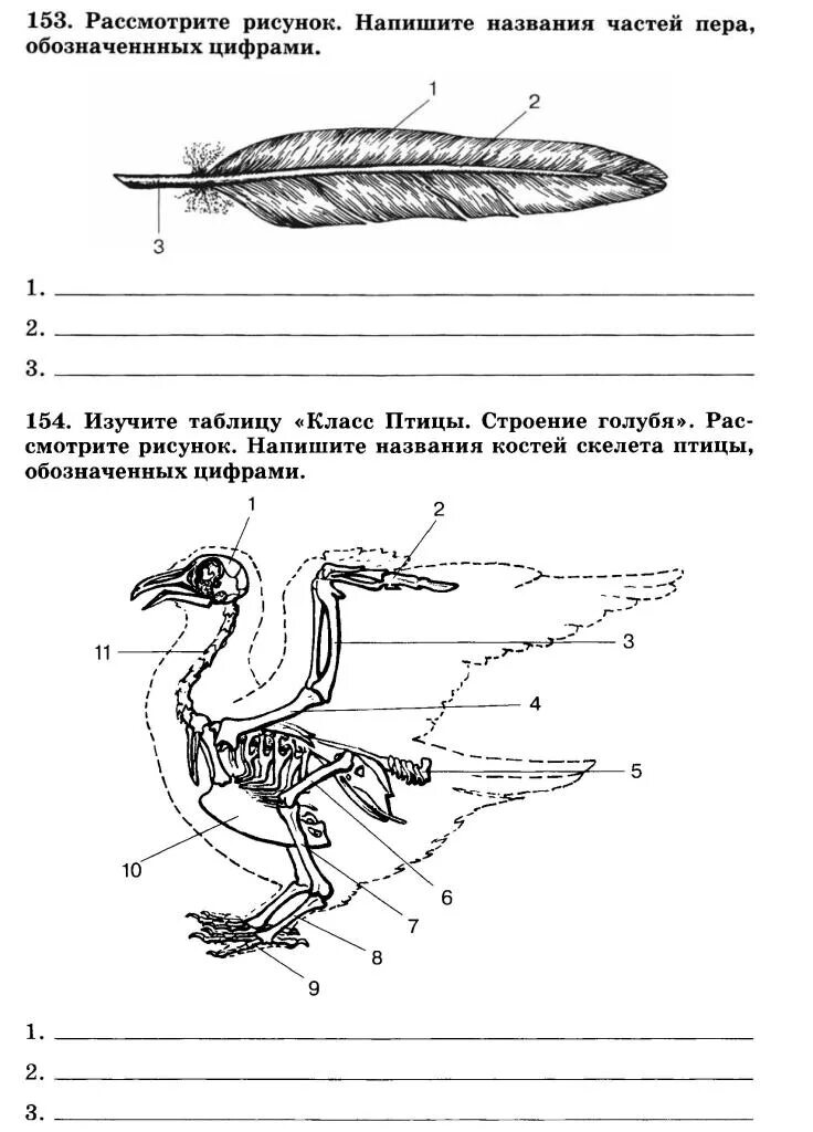 Тест класс птицы вариант 1. Внешнее строение птицы биология 7 класс. Строение птицы 7 класс биология. Внутреннее строение птицы биология. Внешнее строение птицы биология 7 класс лабораторная.