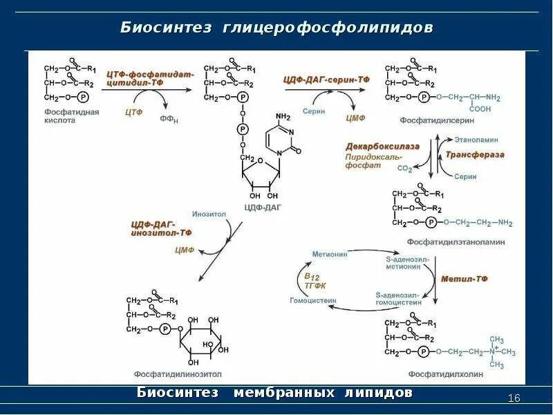 Биосинтез роль ферментов. Схема синтеза глицерофосфолипидов биохимия. Биосинтез триацилглицеринов и фосфолипидов. Биосинтез глицерофосфолипидов локализован. Реакции синтеза глицерофосфолипидов.