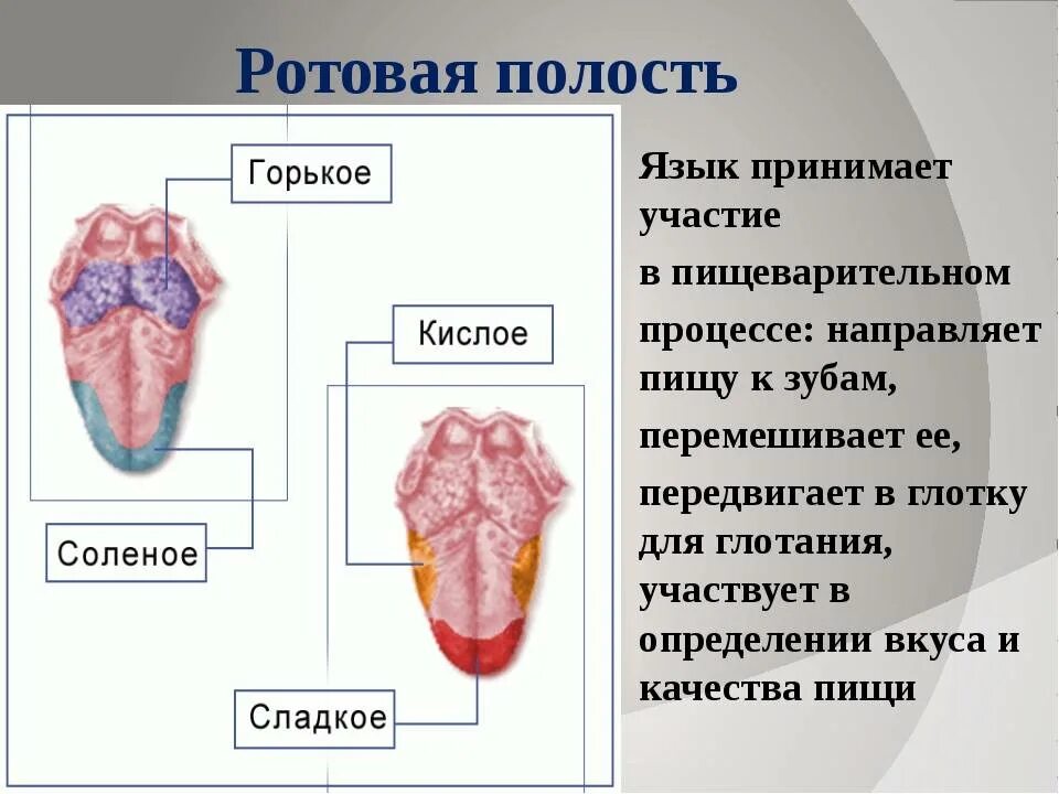 Язык биологии 5. Ротовая полость строение и функции. строение и функции полости рта и ее органов. полость рта строение и функции языка. готовая полость строение и функции.