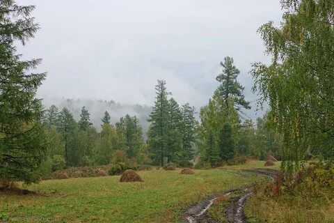Участок в тайге