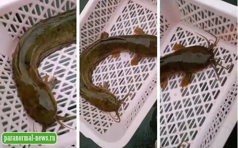 Рыба с 2 головами