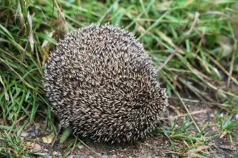 Нашли под кустом ежа