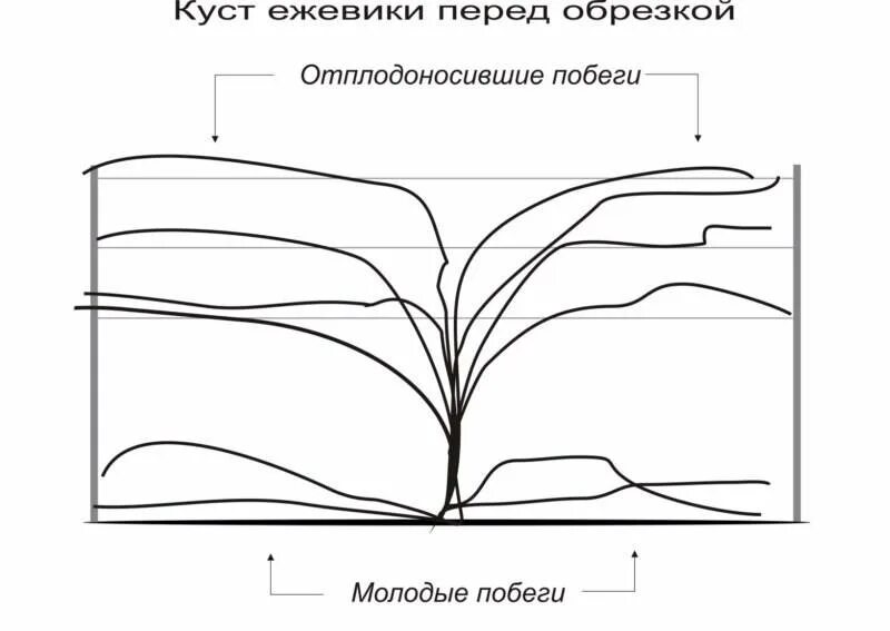 Как обрезать ежевику весной для начинающих правильно. Ежевика прямостоячая схема посадки. Формировка ежевики бесшипной. Схема формировки ежевики. Обрезка ежевики весной схема.