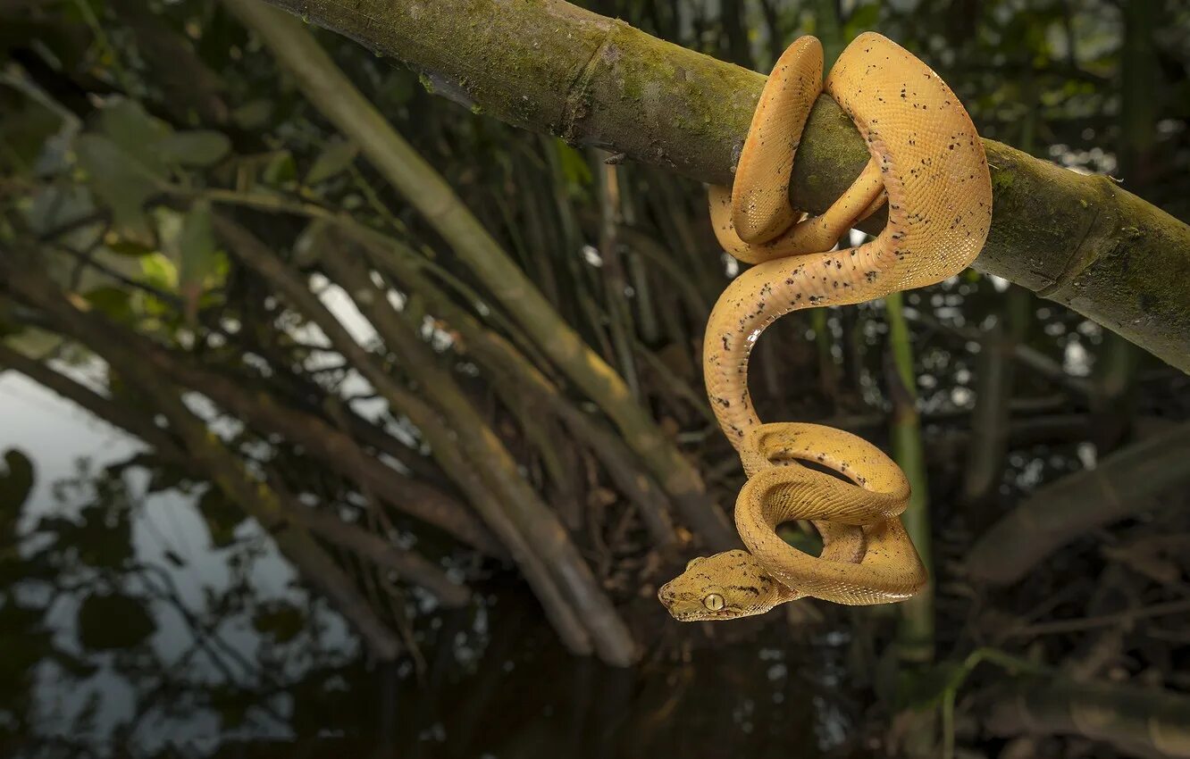 Кеймада-Гранди. Corallus hortulanus. Boiga irregularis. Змеи на деревьях. Отношения между змеей и змеей