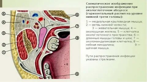 Какую функцию выполняет окологлоточное кольцо