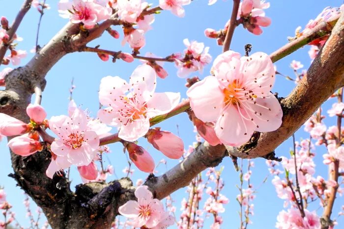 Цветущее дерево персика. Дерево нектарин цветет. Цветение персика в Японии. Персиковое дерево цветение. Цветущие ветви персика.
