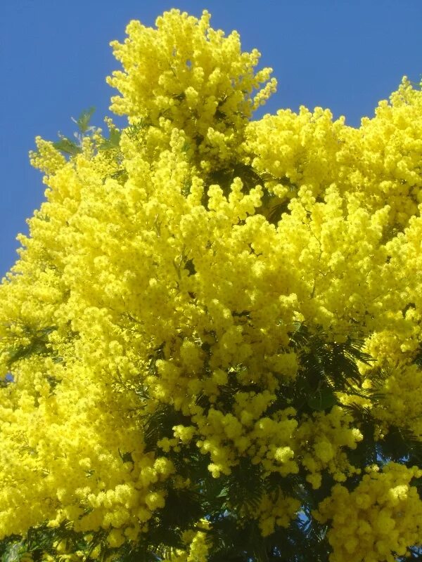 Цветущая верба куст. Багульник и вереск. Цветущее дерево в краснодаре. Куст март. Багульник сибирский зимой.