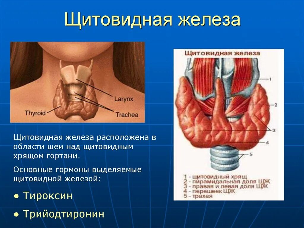 В какую систему входит щитовидная железа