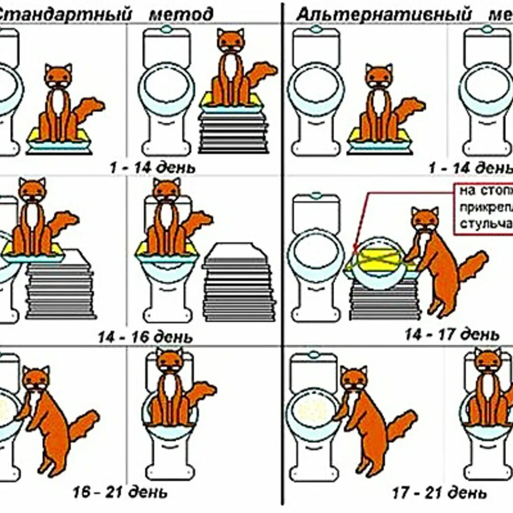 Как приучить кошку к еде. Приучить кошку к унитазу. приучение котенка к унитазу. лоток чтобы приучить кота к унитазу. как научить кота ходить в унитаз.