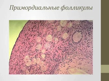 Фолликулы 8