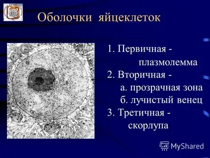 Яйцеклетка уровень организации