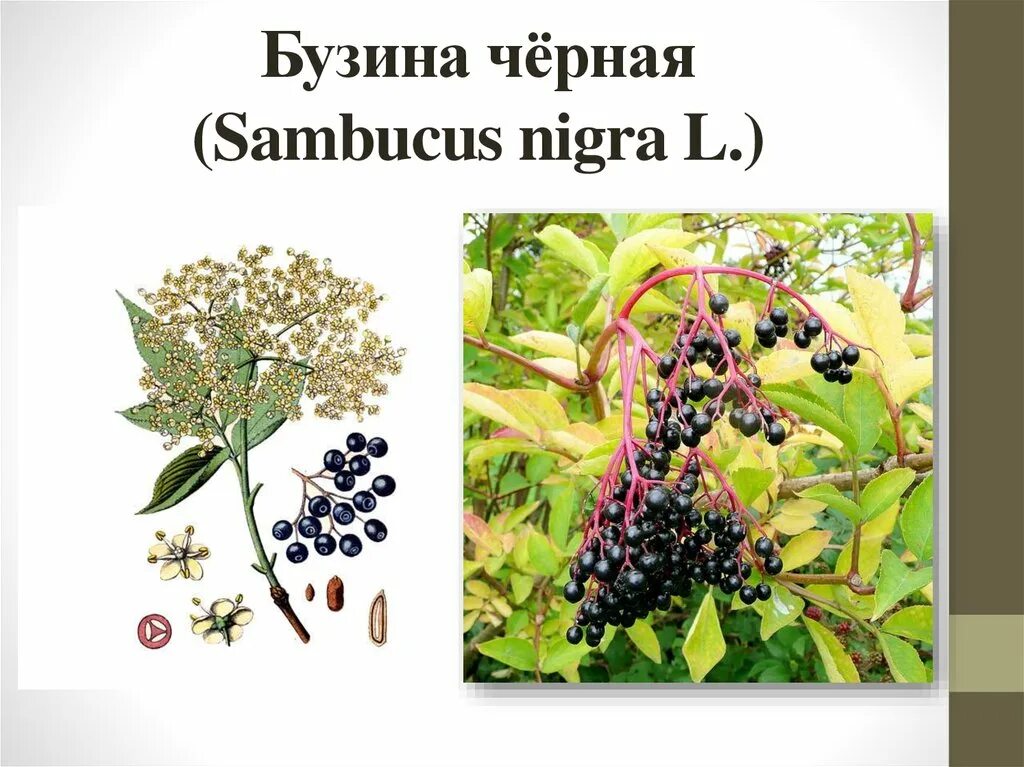 Бузина черноплодная. Травянистая бузина (sambucus ebulus). Бузина sambucus. Бузина на английском. Бузина черноплодная.