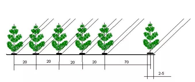 Расстояние хвойная. Схема посадки сеянцев сосны. Схема посева сосны обыкновенной. Сосна Крымская схема посадки. Схема посева ленточная четырехстрочная..