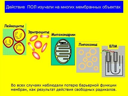 Пол действия