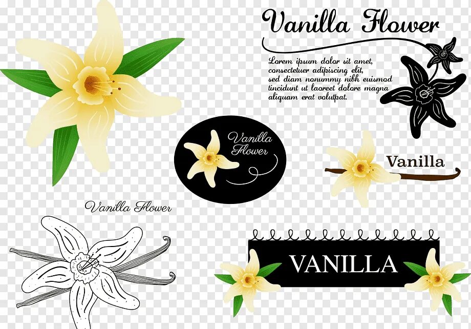 Ваниль содержит. Цветок ванили вектор. vanilla вектор. вектор и ванилла. шаблон ваниль вектор.