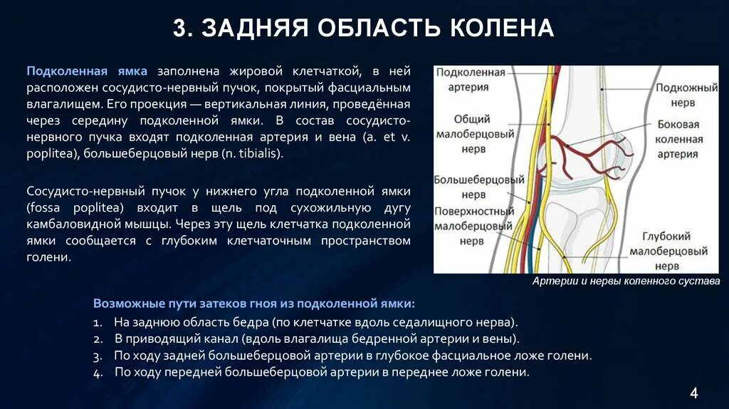 Что такое сосудистые пучки какую. Иннервация задней области колена. Коленный сустав кровоснабжение и иннервация. Иннервация коленного сустава. Иннервация коленного скстав.