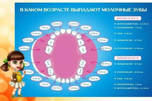 Во сколько выпадают первые во сколько