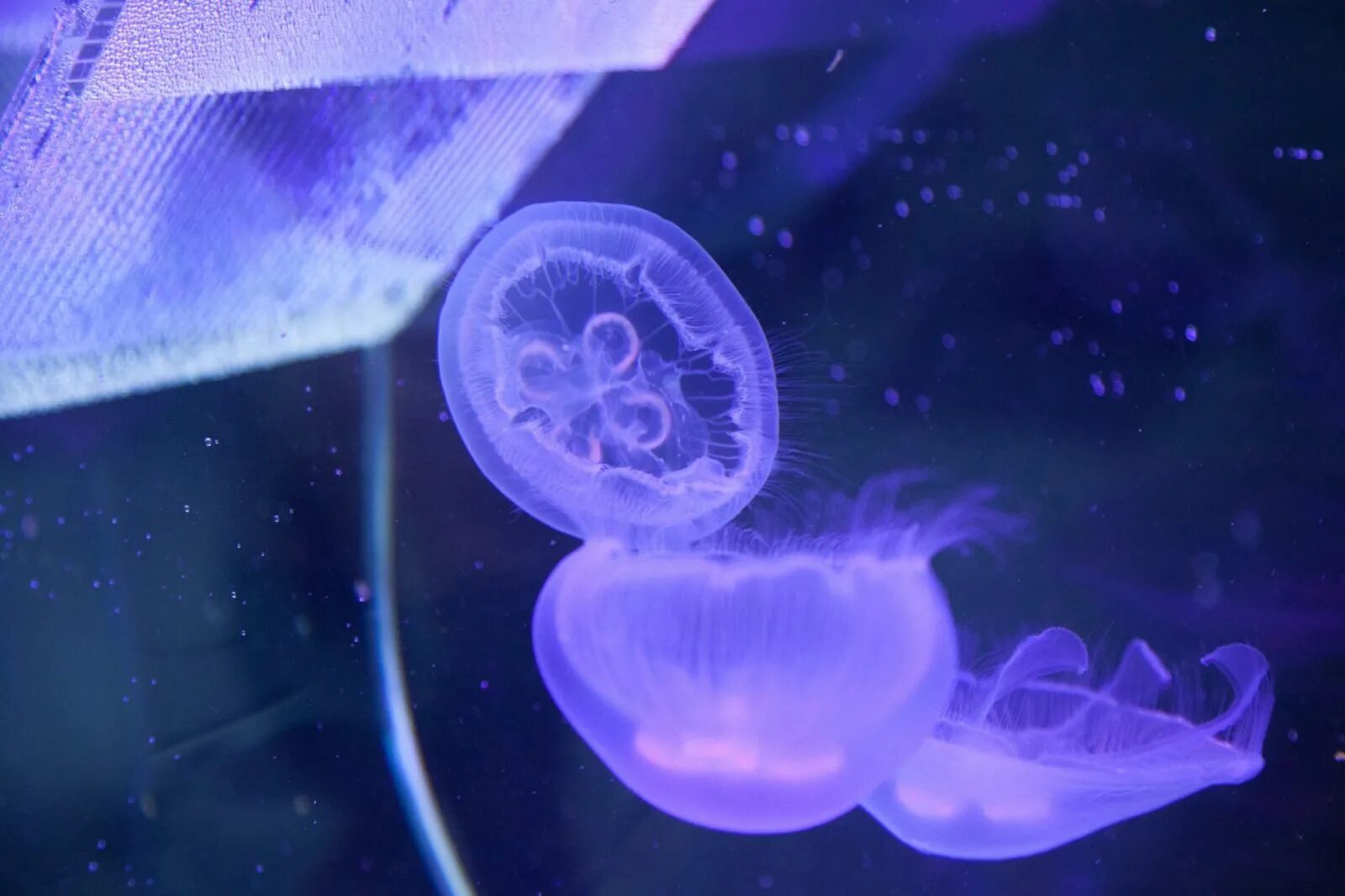 Медуза живая купить. Медузятник. Аквариум с медузами. Медуза которая живет вечно. Медуз пятница аквариум.