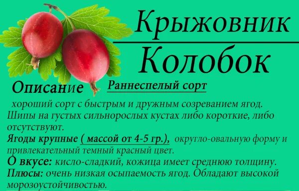 Крыжовник колобок отзывы. Крыжовник сорт Колобок. Крыжовник Колобок описание. Крыжовник красный Колобок. Крыжовник сорт Грушенька.