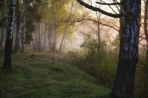 Роща ночью
