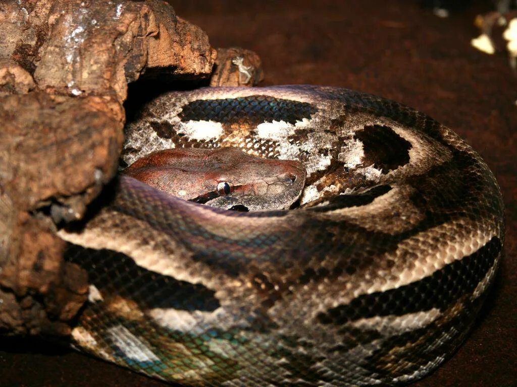 Acrantophis madagascariensis. Мадагаскарский удав. Мадагаскарский Земляной удав. Древесный мадагаскарский удав.