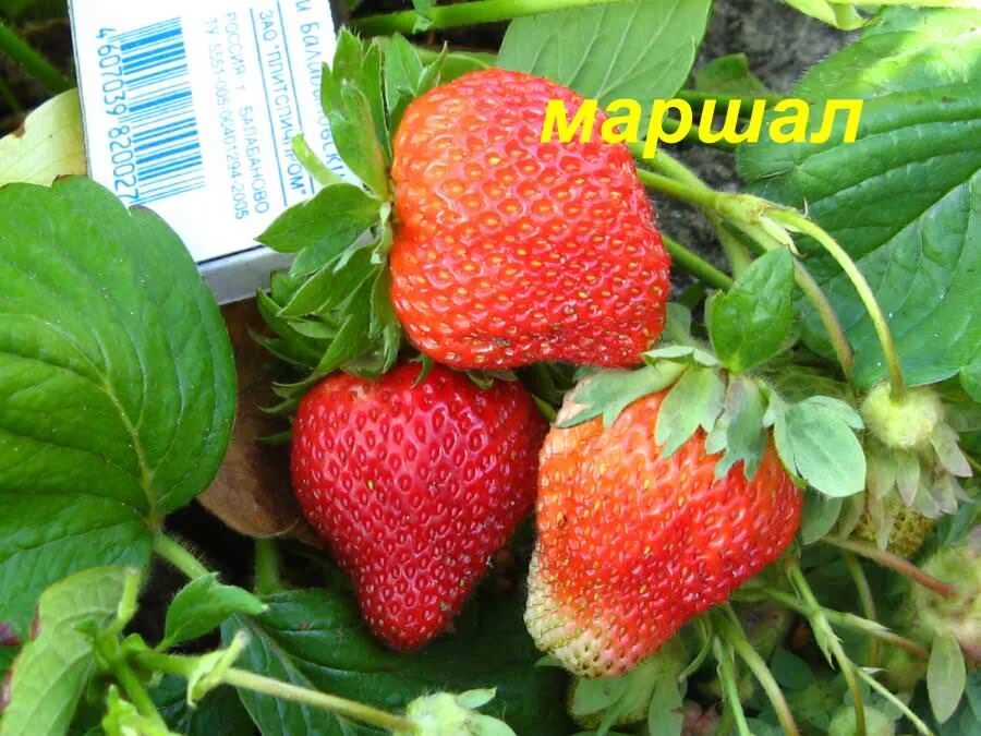 Клубника маршал фото. Сорт клубники маршал. Сорт клубники маршал. Клубника маршал фото и описание. Клубника садовая маршал.