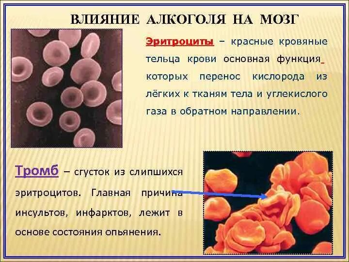 Изменение клеток крови. Влияние на эритроциты в крови. Как образуются эритроциты. Эритроциты крови человека характеризуются.