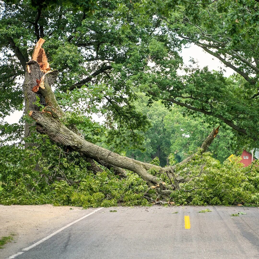 Look at that tree it fall down