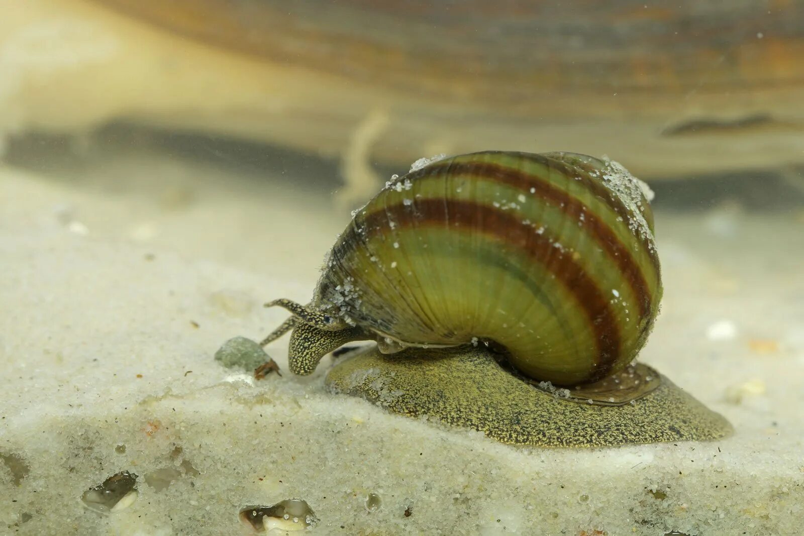 Какие моллюски пресноводные. ЖИВОРОДКА Речная viviparus viviparus. Лужанка ЖИВОРОДКА. Лужанка Болотная. Брюхоногие моллюски Лужанка.