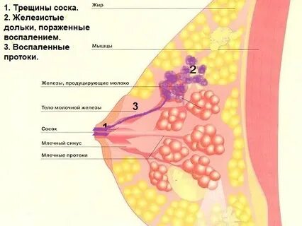 Железы около соска