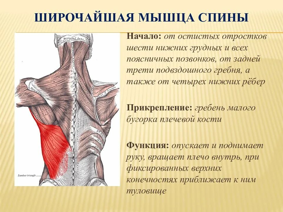 Трапециевидная мышца место прикрепления спереди. Широчайшая мышца спины вид спереди. Широчайшая мышца спины вид сбоку. Широчайшая мышца спины функции. Главная мышца тела