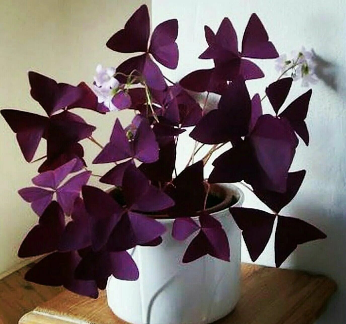 Кислица оксалис. Кислица треугольная (Oxalis triangularis). Кислица фиолетовая оксалис. Цветок бабочка Кислица (Oxalis). Домашние цветы бабочки