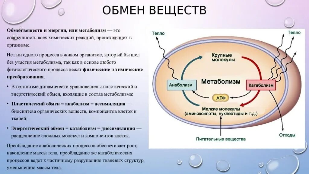 Основные функции обмена веществ. Обменные процессы в организме. Как происходит обмен веществ. Обмен веществ и энергии метаболизм. Обмен энергии в организме.