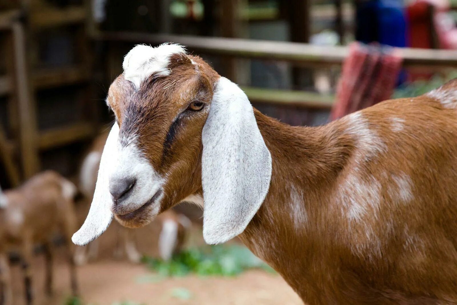 Нубийские козы отзывы. Англо-нубийская коза. Коза нубийской породы. Нубийские козы Шами. Англоанглонубийская коза.