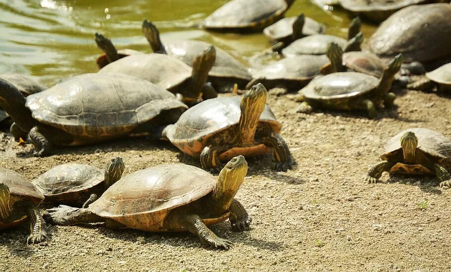 Черепахи много. Мадагаскарская клювогрудая черепаха. Морская черепаха. Популяция черепах.