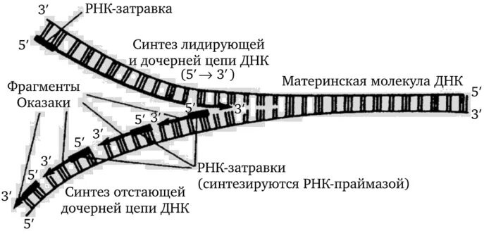 Синтез двух дочерних ДНК. Репликация отстающей цепи ДНК. Синтез дочерних цепей ДНК. Принципы репликации ДНК.