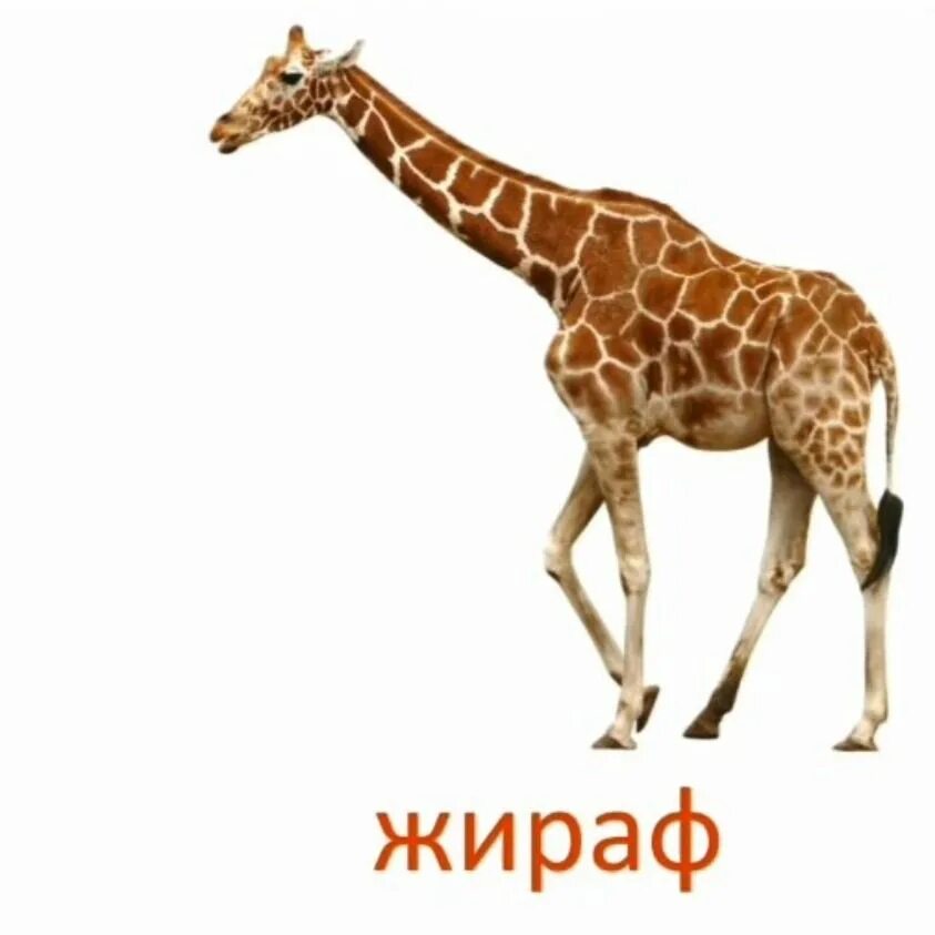 Лишний жираф. Карточки с животными жираф. жираф учитель. карточки домана жираф.