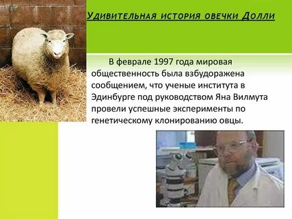 История барашков