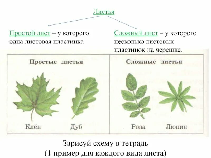 Простые листья могут быть. Клен простой или сложный лист. Простые и сложные листья. Простой и сложный шист. Разнообразие сложных листьев.