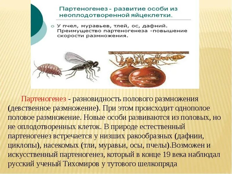 Партеногенез у насекомых. Партеногенез у пчел. Естественный партеногенез. Партеногенез у муравьев.