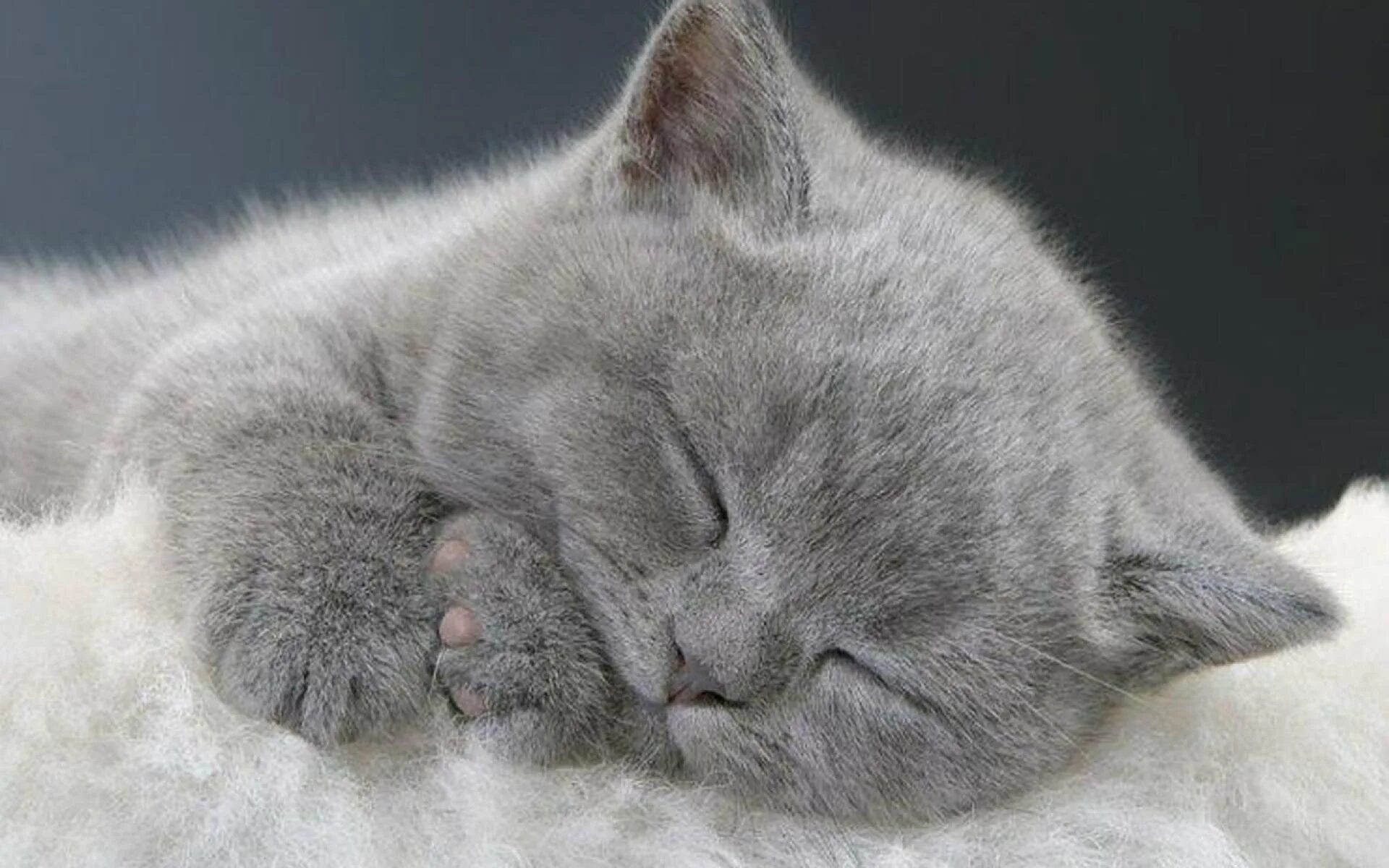 Картинки спокойной ночи с кошкой. Спокойной ночи котики. Котенок. Спокойной ночи!. Сладких снов котя. Кошка желает спокойной ночи.