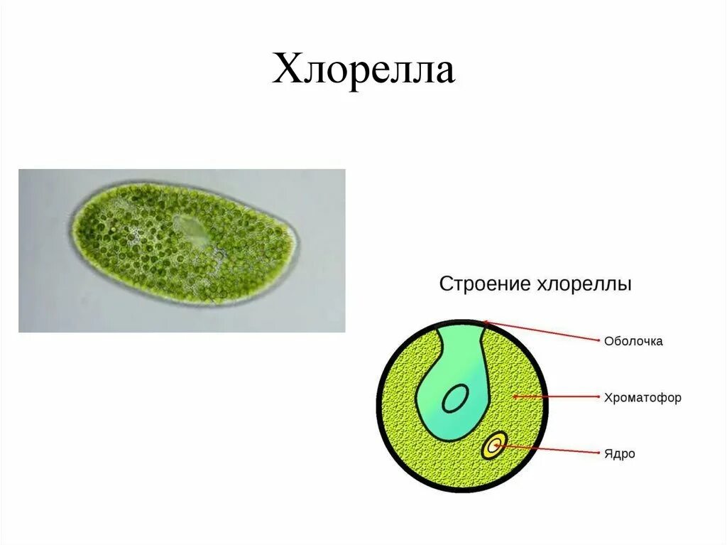 Чем строение хлореллы отличается от строения бактерии. Схема строения клетки хлореллы. строение клетки водоросли хлорелла. хлорелла водоросль строение. хлорелла водоросль клетка.