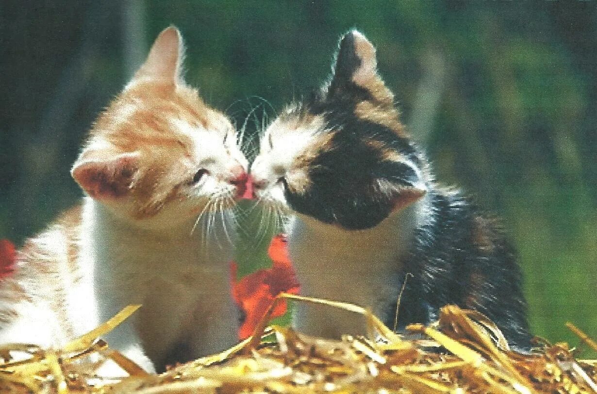 Кот и поцелую. Два котенка. кот целует. котята любовь. поцелуй котят.