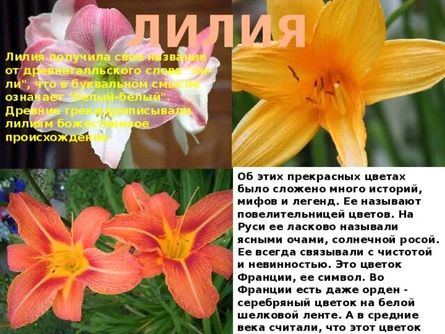 Как зовут цветок. Лилия информация. рассказ о лилии. есть такой цветок лилия. цветы как лилия только много.