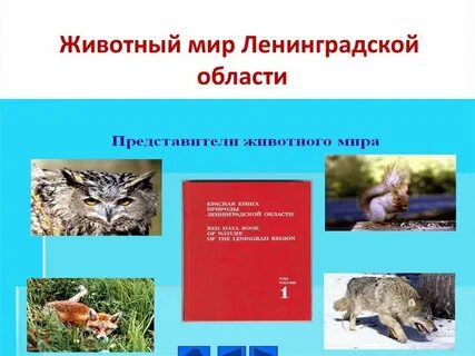 Редкие животные ленинградской