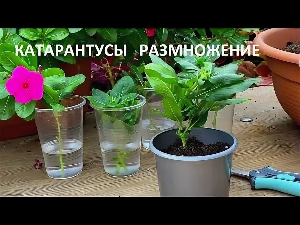 Как сохранить катарантус зимой. Катарантус черенкование. катарантус размножение черенками. катарантус размножение черенками осенью. черенкование катарантуса.
