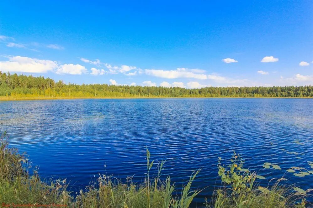 Белое озеро Николаевский район Ульяновская область. Белое озеро Ульяновская область поганое озеро. Озеро светлое Ульяновская область Николаевский район. Белое озеро (Николаевский район) Лимбай. Водные богатства ульяновской области