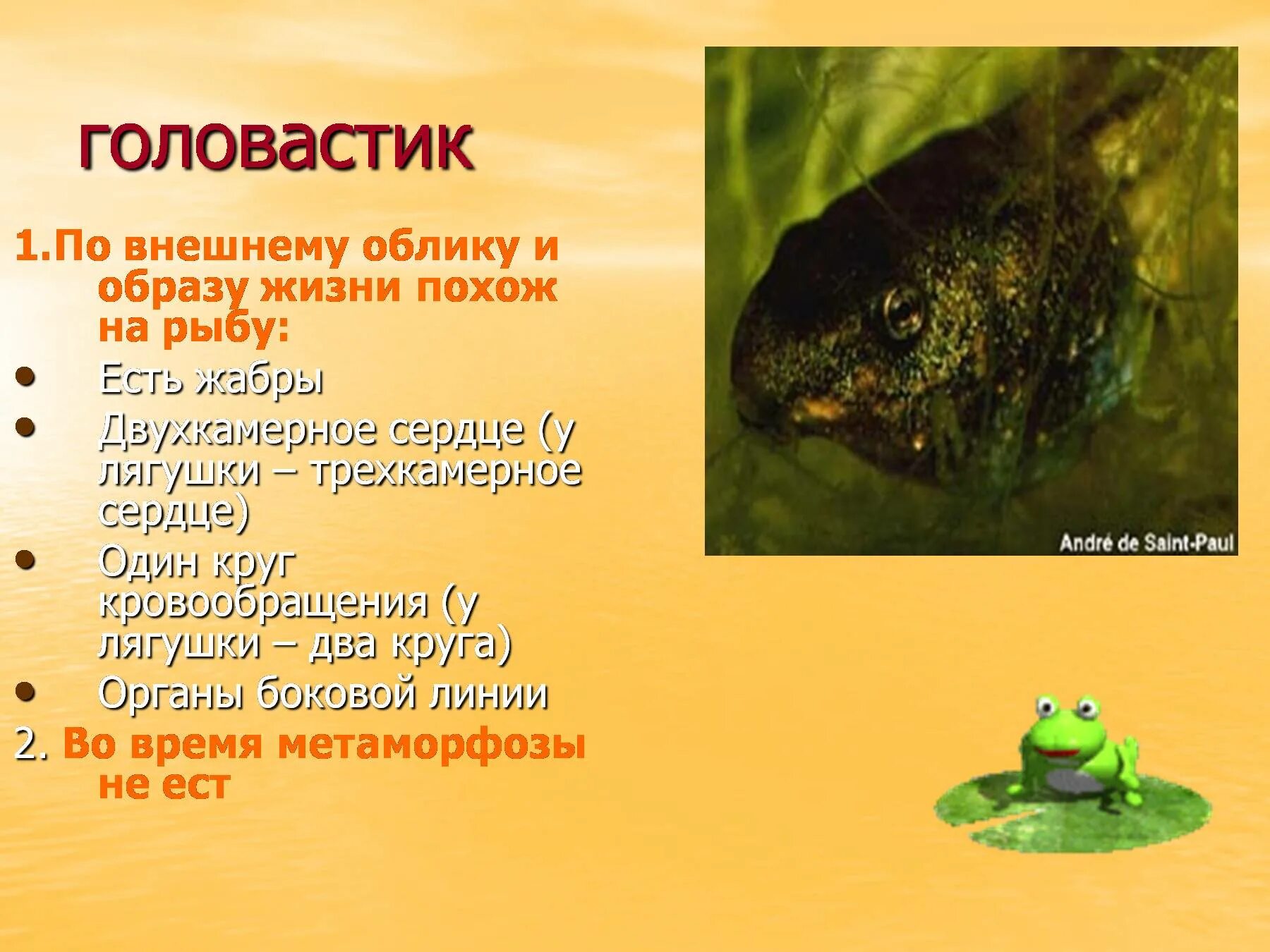 Рыба сходства и различия. Головастик. Внешний облик лягушки. Голова тик лягушки похож на. Головастики лягушек.